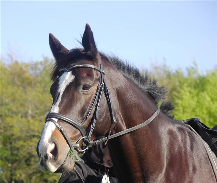 Anden særlig race Kasper  - Man ser lidt fræk ud o) billede 7