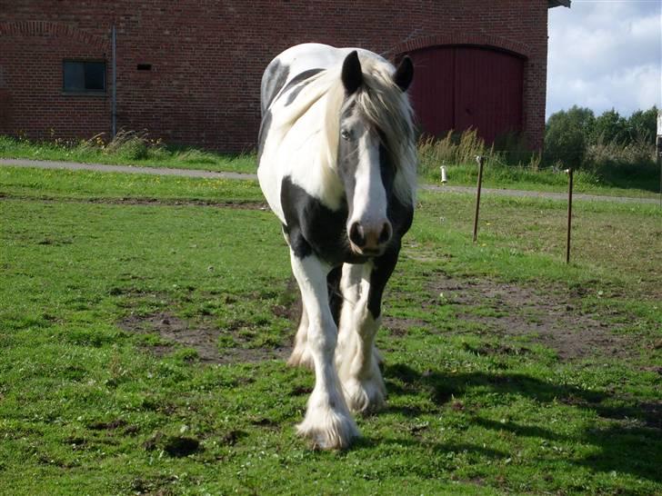 Tinker sorraia  billede 16