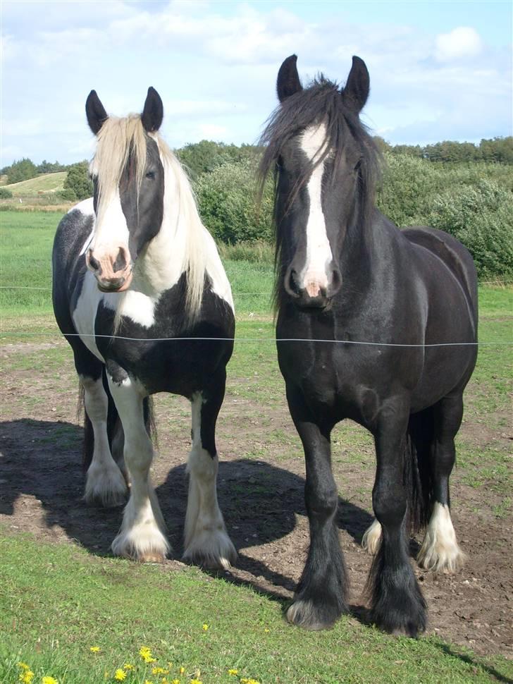 Tinker sorraia  billede 17