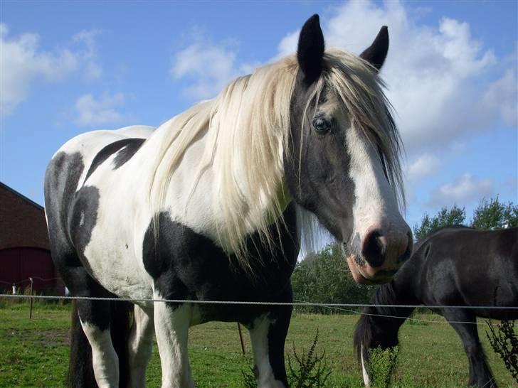 Tinker sorraia  billede 18