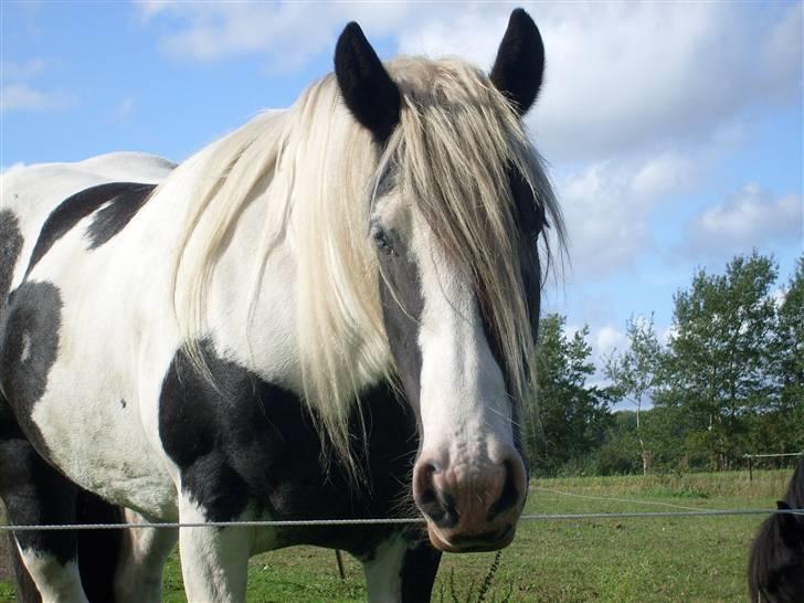 Tinker sorraia  billede 19