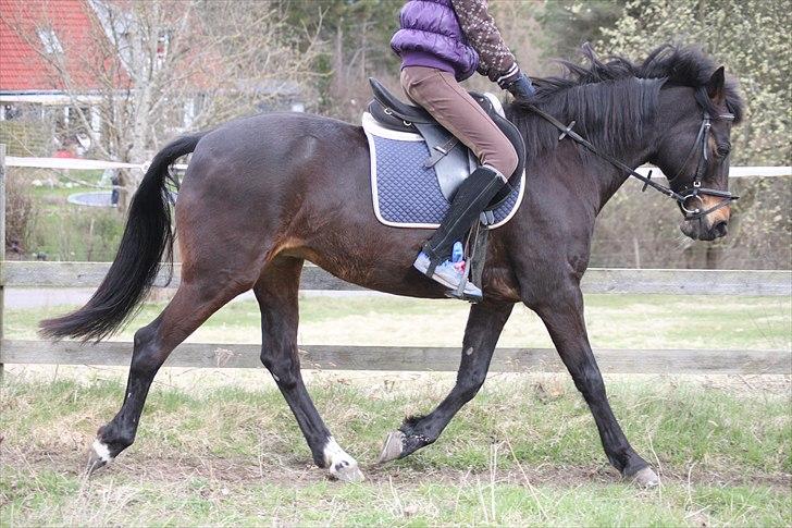 Tysk Sportspony Bonnie  - Hvad kan man ud over at sige WOW? :D *Foto AMP* billede 3