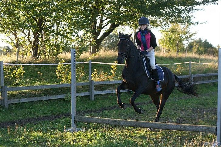 Tysk Sportspony Bonnie  - Første gang jeg springer på hende :´) *Foto Mathilde* billede 4