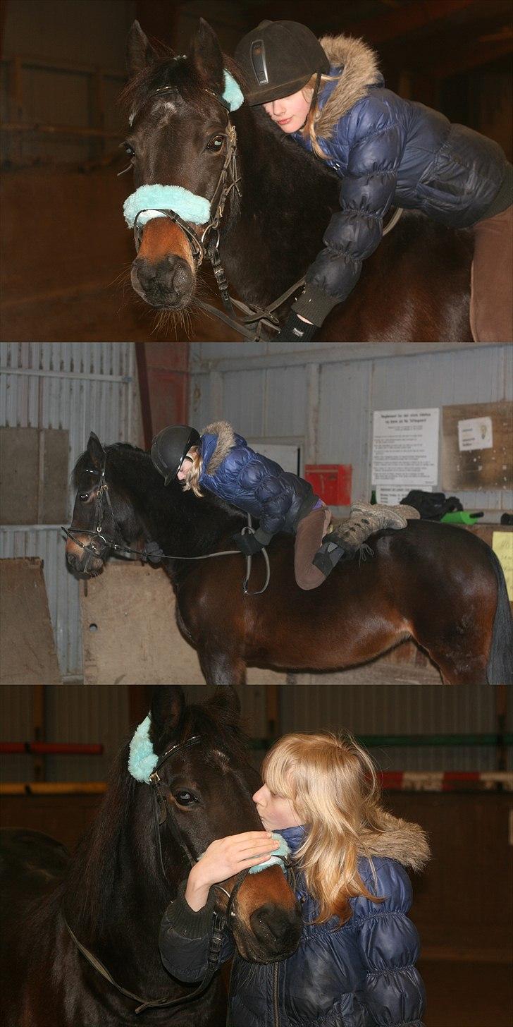 Tysk Sportspony Bonnie  - I´t dosen´t mater whether you are mine or not ... but just that I can spend time and socialize with you means everything!  <3 *Foto Syrine Glambert* billede 5