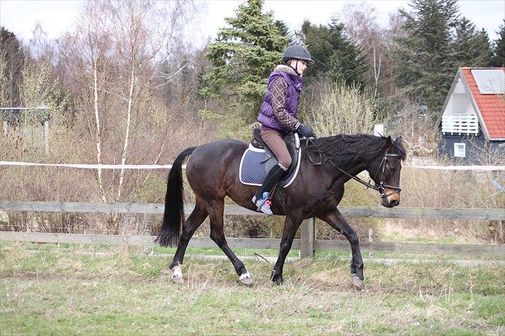 Tysk Sportspony Bonnie  - Man behøver jo ikke gøre meget for at få damen ned i holdning (næsten) *Foto AMP* billede 6