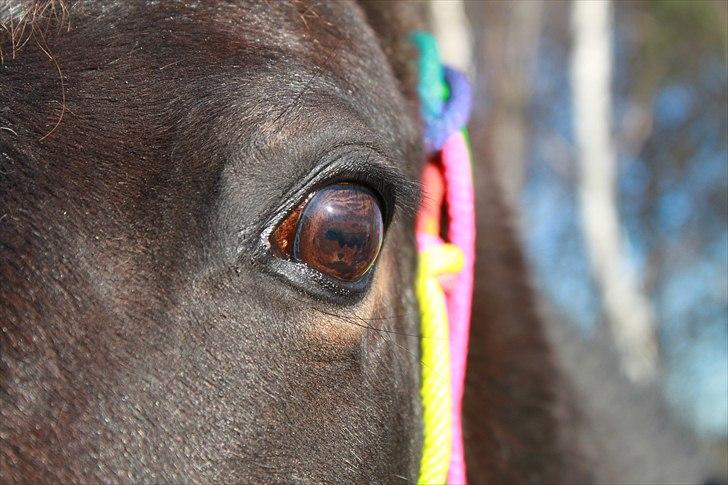 Tysk Sportspony Bonnie  - Bonnie´s beautiful eye <3 *Foto AMP* billede 8