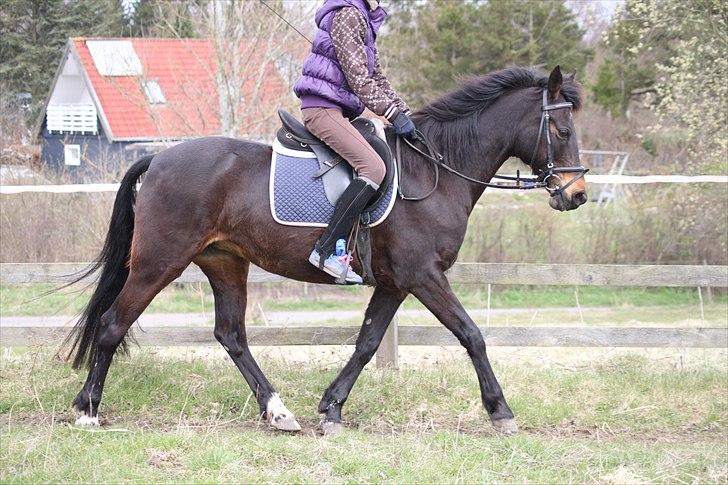 Tysk Sportspony Bonnie  - Min stjerne! <3 *Foto AMP* billede 1