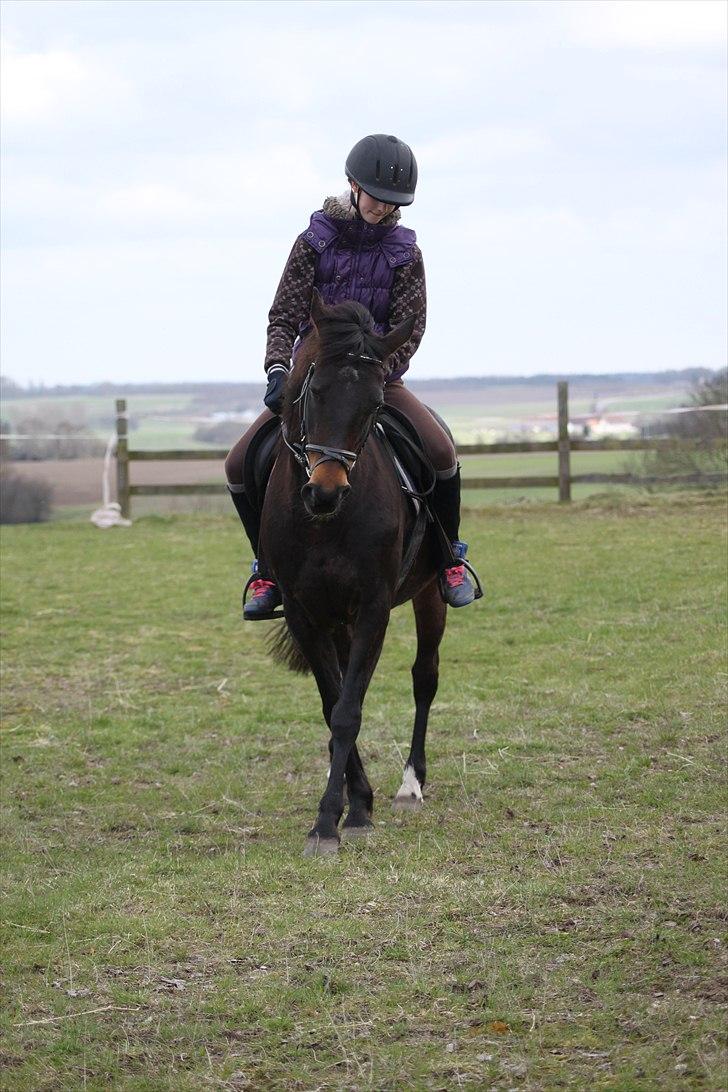 Tysk Sportspony Bonnie  - Starten til hvad man nu kalder en schenkelvigning xD hun er ved at fatte signalerne rimelig godt i skridten :D *Foto AMP* billede 9