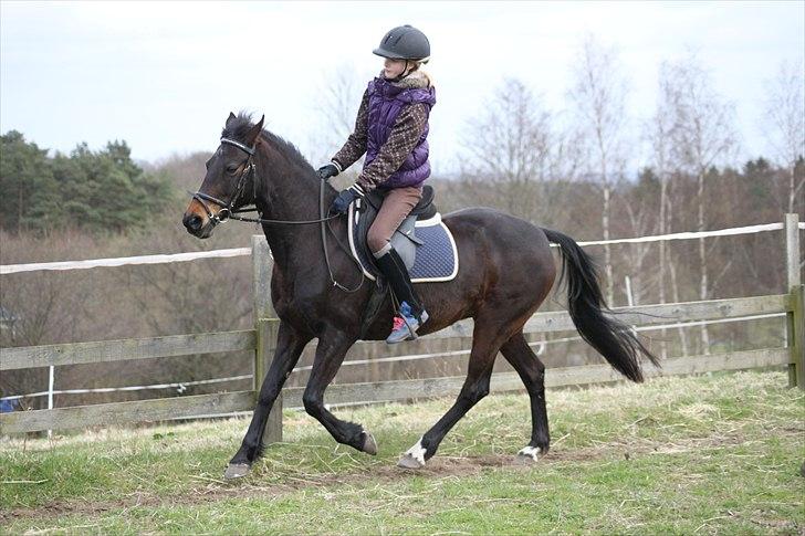 Tysk Sportspony Bonnie  - En frisk gallop på Bonnie :D *Foto AMP* billede 15