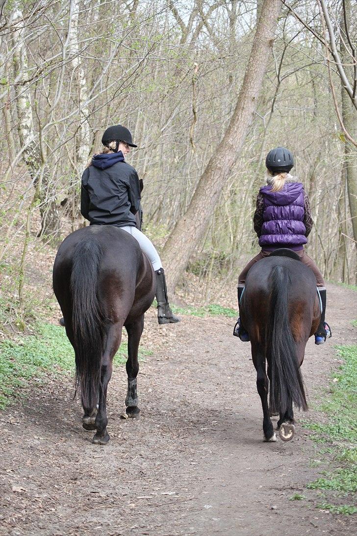 Tysk Sportspony Bonnie  - Den store mod den lille O.o *Foto AMP* billede 17