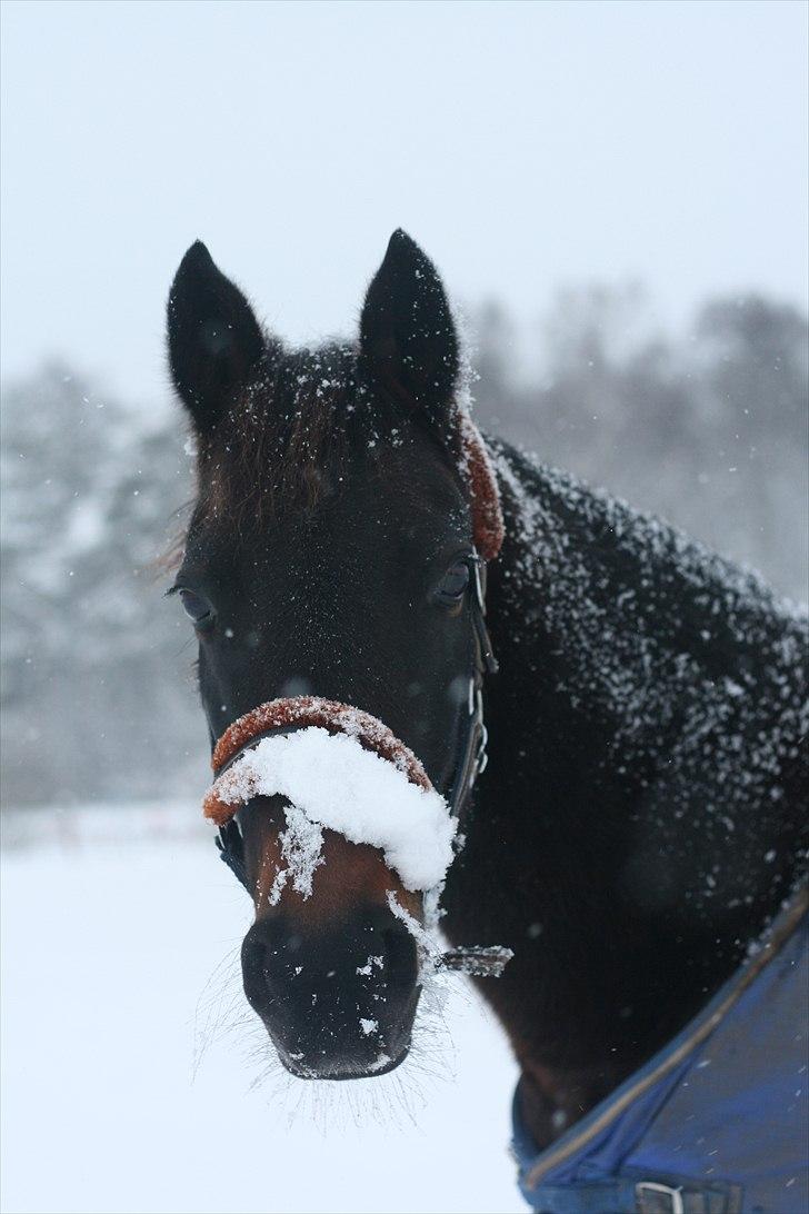 Tysk Sportspony Bonnie  - Bonnie i sneen q: *Foto CfJ* billede 16