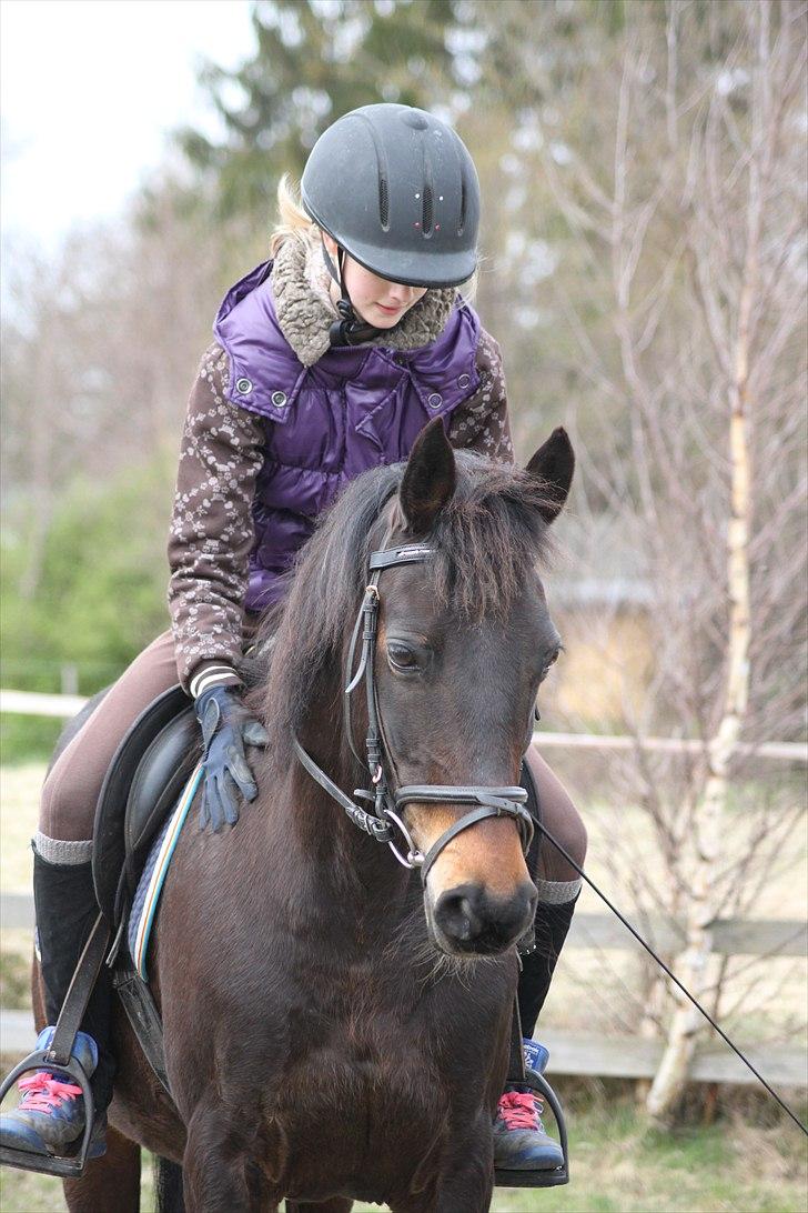 Tysk Sportspony Bonnie  -  Når den smukke pony har været alt for god i dressuren skal den jo roses :D *Foto AMP* billede 18