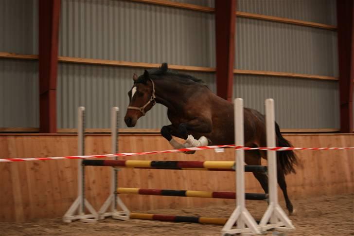 Dansk Varmblod Mixit billede 12