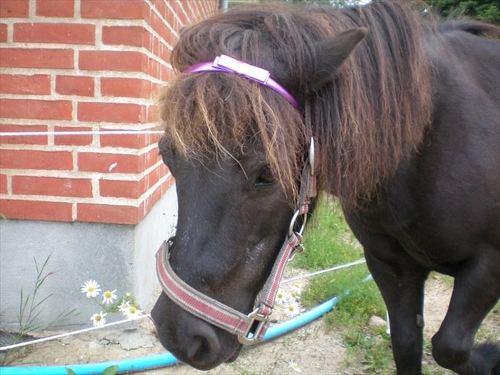 Shetlænder Victoria ( vic ) Himmel pony ( savnet meget ) - er man ikke fin med pandebånd...<3 billede 18