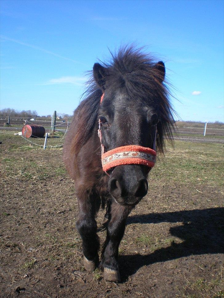 Shetlænder Victoria ( vic ) Himmel pony ( savnet meget ) - taget  d. 04-04-11 billede 19