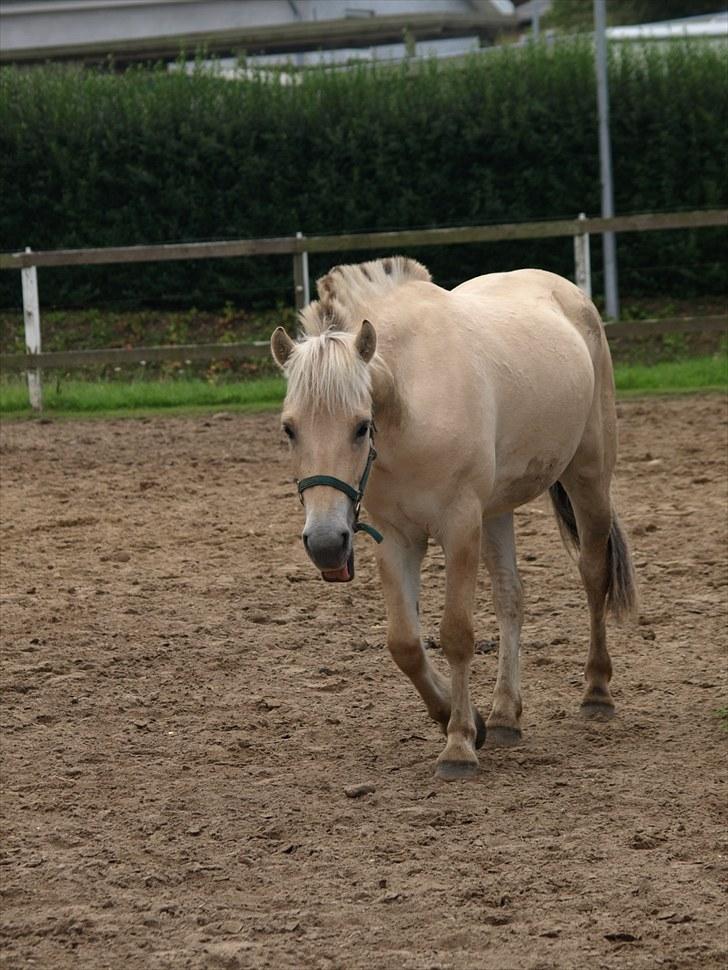 Fjordhest Østermark breezer billede 1