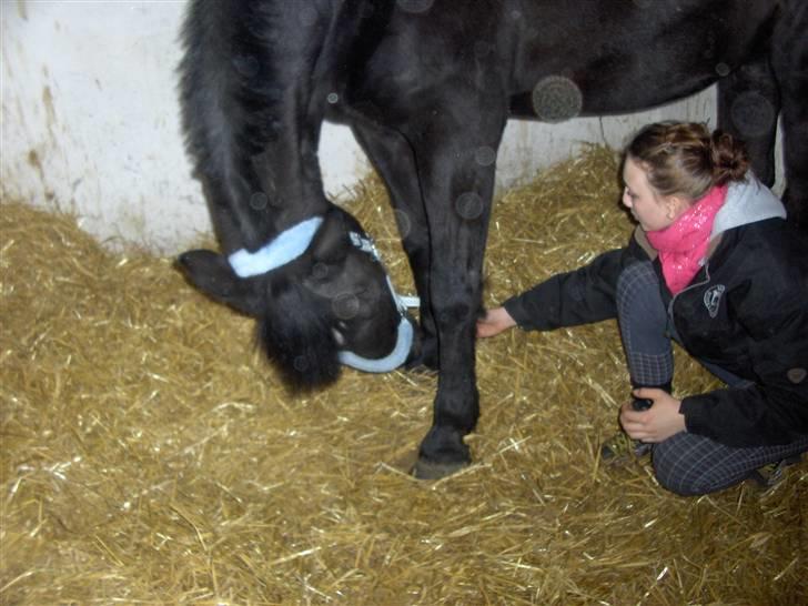 Anden særlig race yasmin, min passer hest. - Yasmin & strækker ud´ <3 billede 13