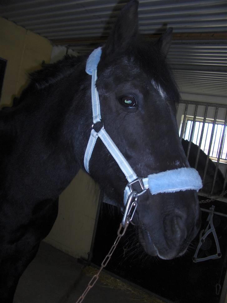 Anden særlig race yasmin, min passer hest. - Yasmin´ <3 billede 15