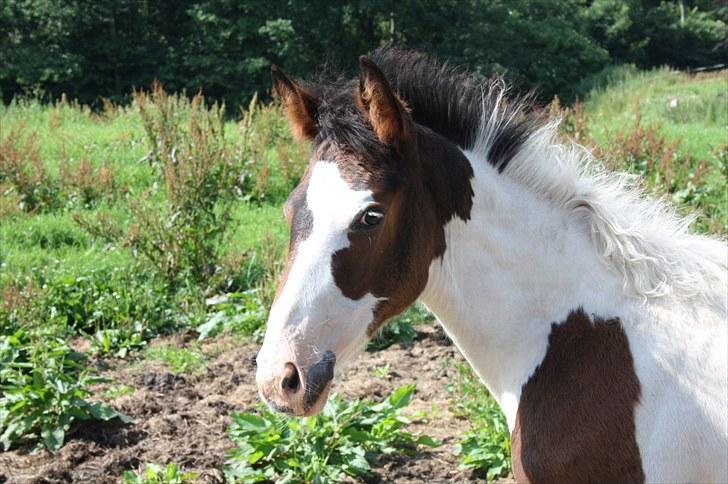 Pinto Lassen's Indiana SOLGT - 4 måned billede 1