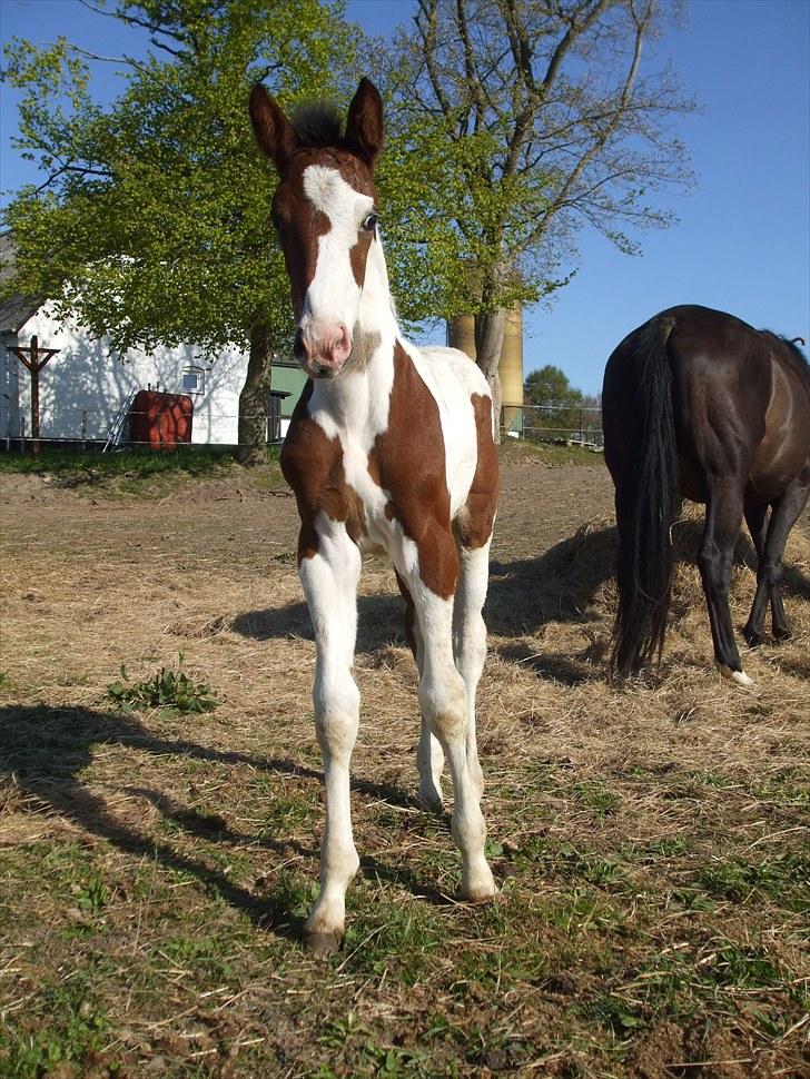 Pinto Lassen's Indiana SOLGT - 1 måned billede 2