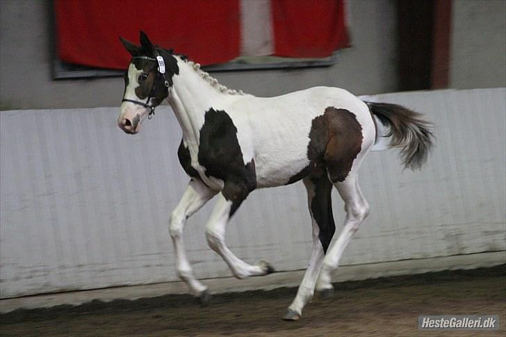 Pinto Lassen's Indiana SOLGT - følskue 12 sep. foto : Randi billede 3