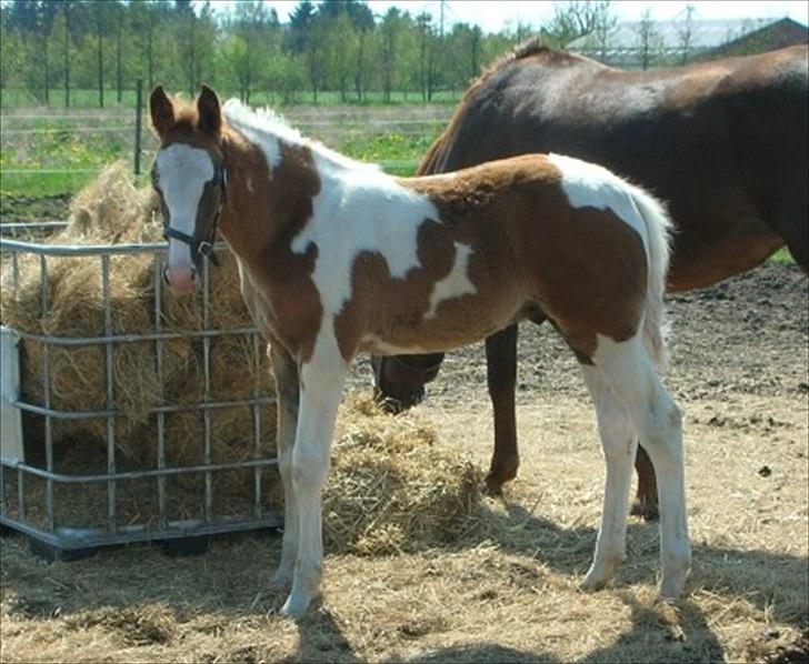 Pinto Solheimgaards Margó (Solgt) - Baby 2007 billede 11