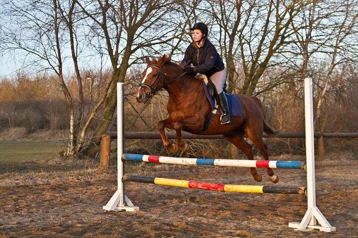 Dansk Varmblod Stedets Leda AkA Hoppebolden.. - 3) At forstå hinanden er ikke så vigtigt som at acceptere hinanden. billede 3