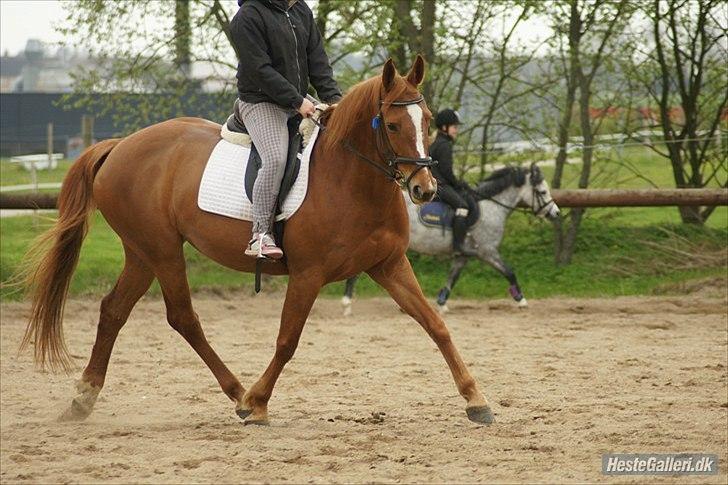 Dansk Varmblod Stedets Leda AkA Hoppebolden.. - 14)"Du er ikke blevet til noget, du er noget" billede 14