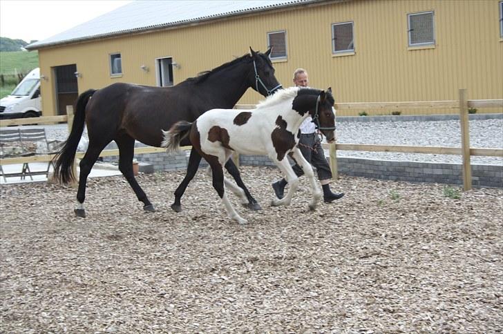 Pinto Lassen's Indiana SOLGT - 4 måned billede 8