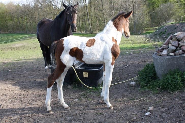 Pinto Lassen's Indiana SOLGT billede 9