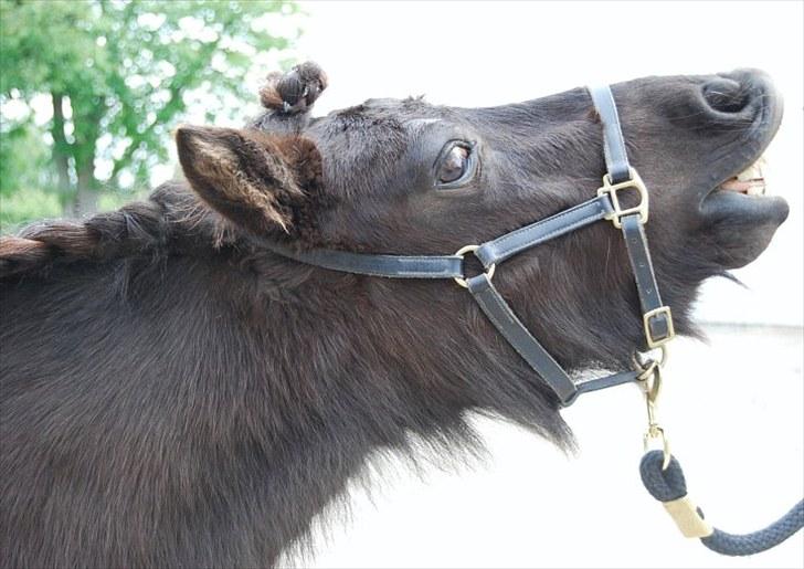 Shetlænder TinTin  (Solgt) - Velkommen til lille prinsen´s profil  (: 

foto: mig selv billede 1