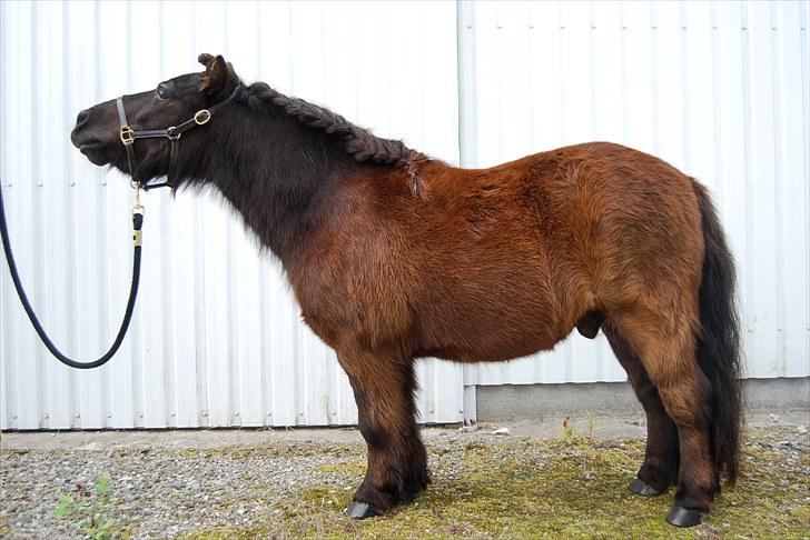Shetlænder TinTin  (Solgt) - At elske et så fantastisk dyr, vil sige at være den eneste, der kan se et vidunder, som er usynligt for alle andre ...

foto: mig selv billede 2