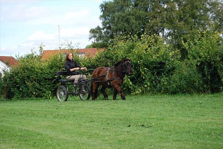 Shetlænder TinTin  (Solgt) - Jo mere jeg tænker over det, jo mere føler jeg, at der er intet mere kunstnerisk end at elske dig... billede 3