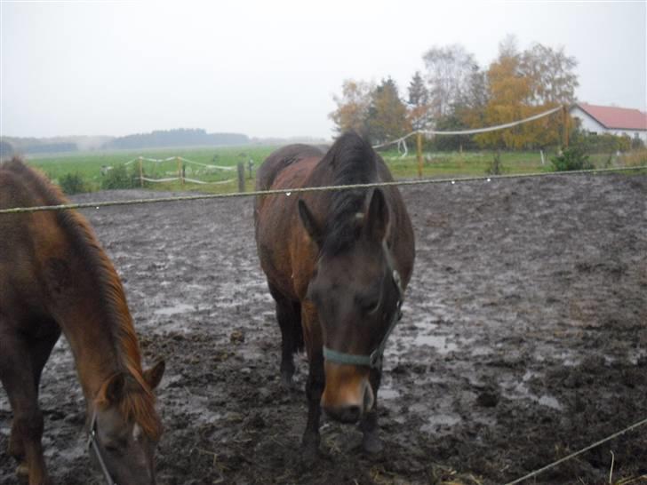 Nordsvensk Skovhest Tess Aka. Betty Boobh - lige da vi ankom, ved handleren efter hende. :D billede 2