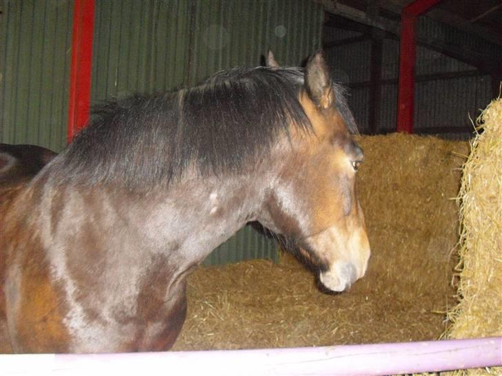 Nordsvensk Skovhest Tess Aka. Betty Boobh - Tess i sin gamle fole boks. :D den var 4x5m billede 3
