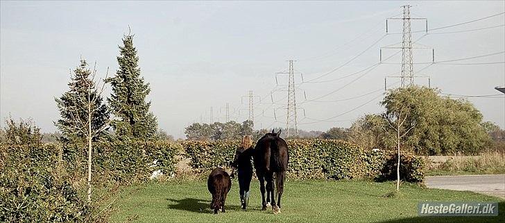 Shetlænder TinTin  (Solgt) - Kærlighed og venlighed går aldrig til spile. De gør altid en forskel... billede 4