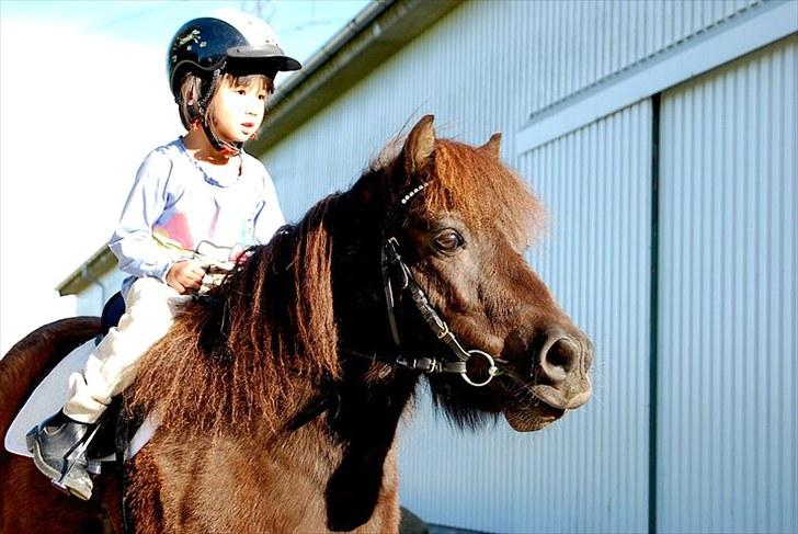 Shetlænder TinTin  (Solgt) - Lillesøster Astrid og basse manden 

foto: mig selv billede 5