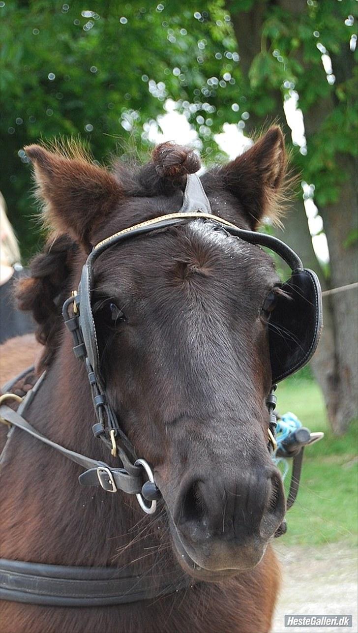 Shetlænder TinTin  (Solgt) - foto: mig selv billede 6