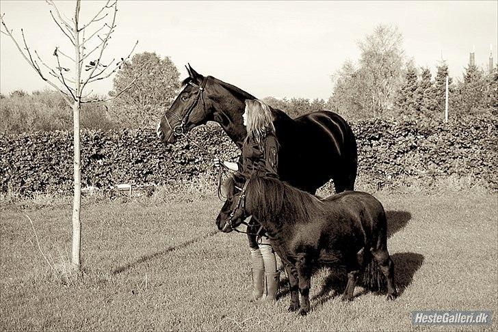 Shetlænder TinTin  (Solgt) billede 7