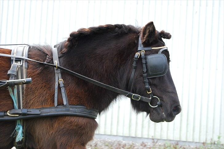 Shetlænder TinTin  (Solgt) - foto: mig selv billede 8