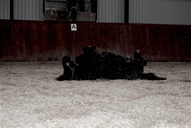 Shetlænder TinTin  (Solgt) billede 9