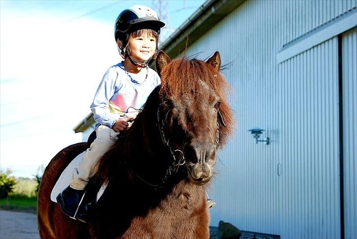 Shetlænder TinTin  (Solgt) - foto: mig selv billede 10