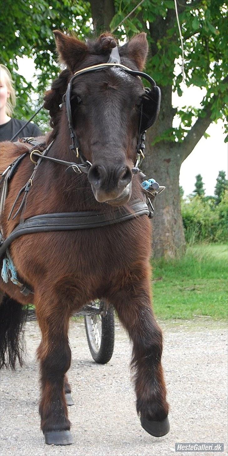 Shetlænder TinTin  (Solgt) - foto: mig selv billede 11