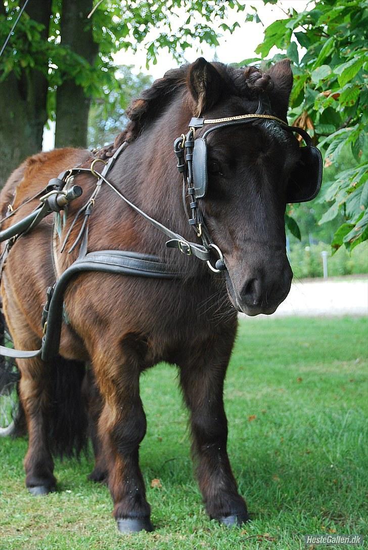 Shetlænder TinTin  (Solgt) - foto: mig selv billede 12