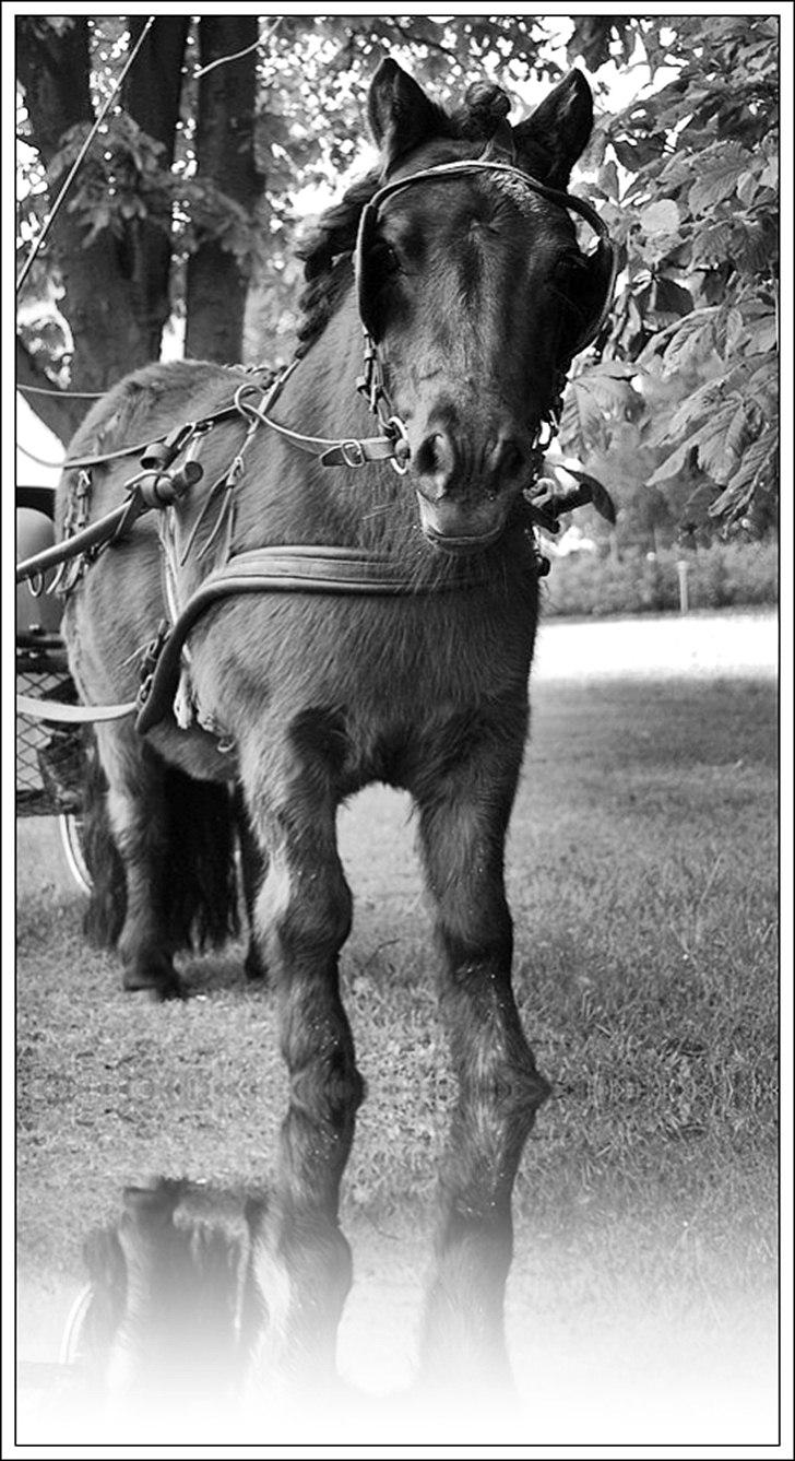 Shetlænder TinTin  (Solgt) - foto: mig selv billede 13