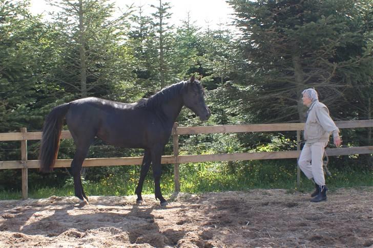 Hannoveraner Sarilida billede 6