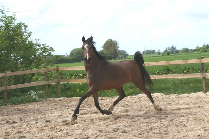 Arabisk fuldblod (OX) Mechta Solgt til opdrætteren. billede 6