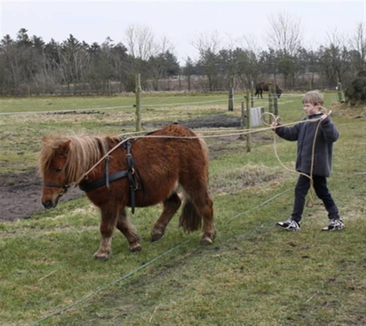 Shetlænder Marwin billede 1