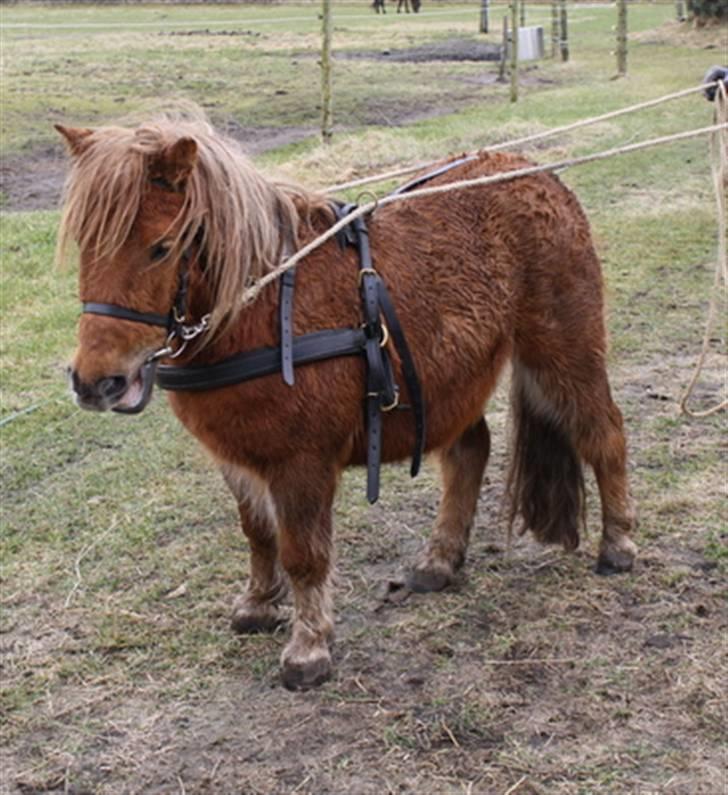 Shetlænder Marwin billede 2