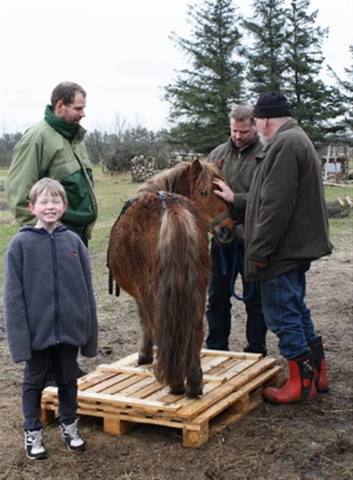 Shetlænder Marwin billede 3